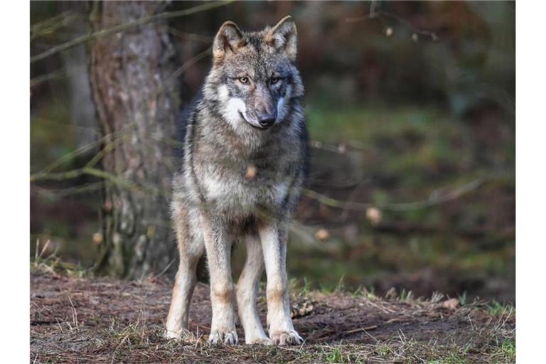 Ein Wolf steht in seinem Gehege. Foto: Patrick Pleul/dpa-Zentralbild/dpa/Archivbild