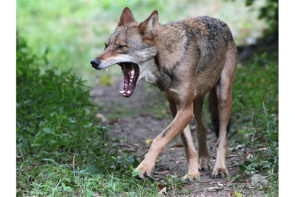Ein Wolf streift durch das Gehege. Foto: Oliver Berg/Archivbild