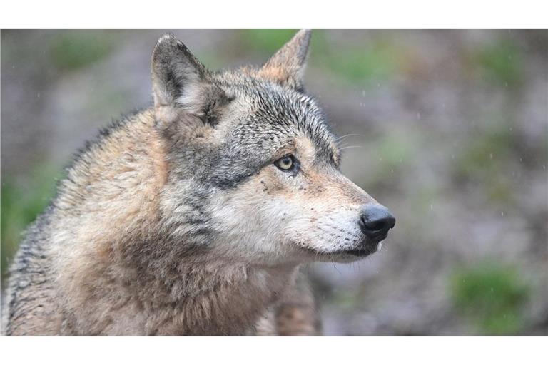 Ein Wolf verletzt eine Frau in der Einkaufsmeile Große Bergstraße. (Symbolbild)