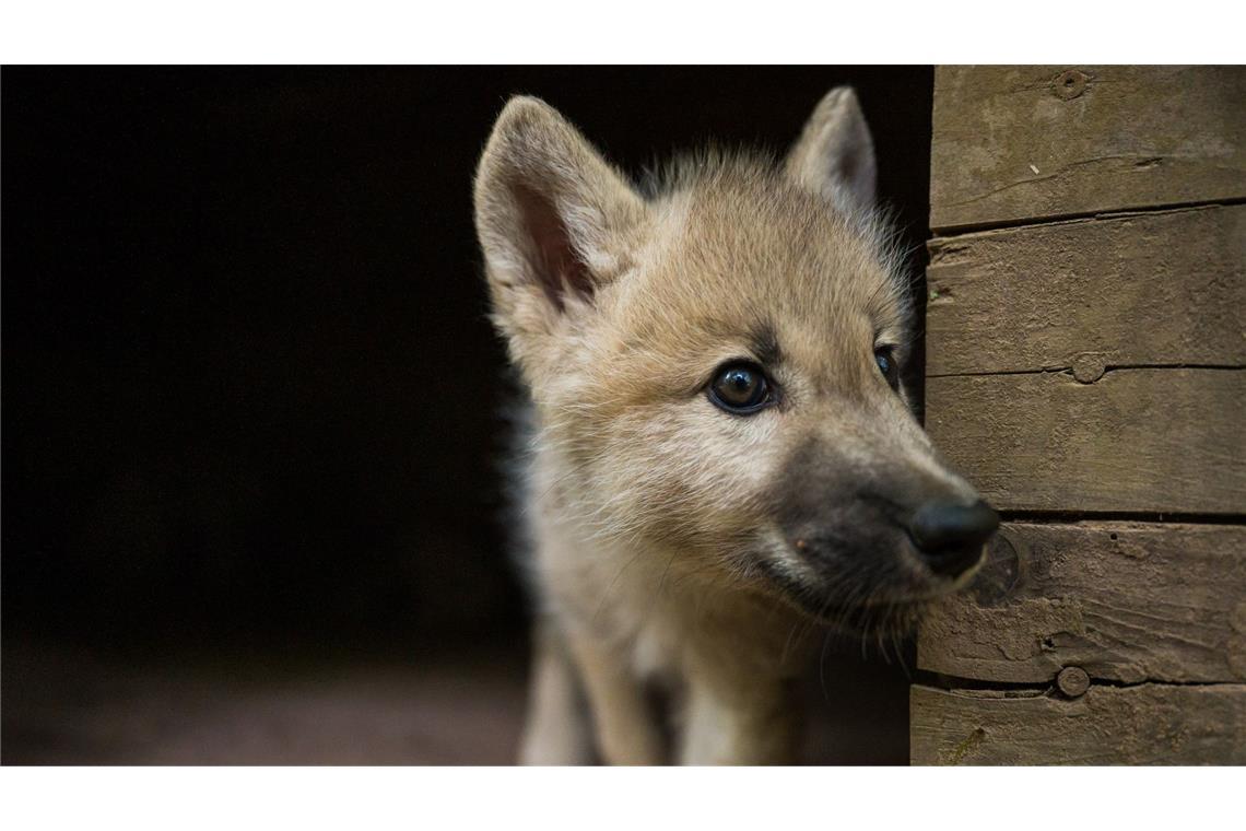 Wolfswelpe bei Verkehrsunfall getötet Ein Wolfswelpe wurde getötet (Symbolbild).