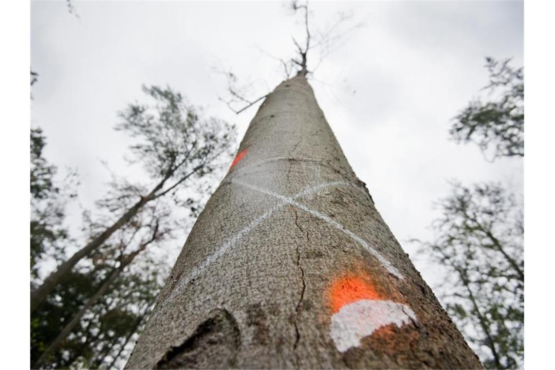 Ein X markiert eine tote Buche in einem Waldgebiet in Wolfsburg. Foto: Julian Stratenschulte/dpa