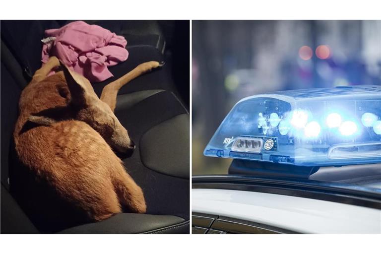Ein Zeuge rettete das kleine Kitz von der Straße und trug es auf die Rücksitze seines Autos.
