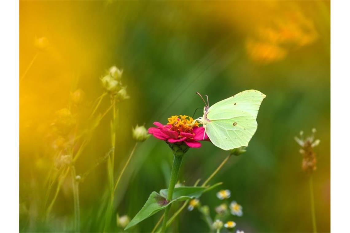 Ein Zitronenfalter sitzt auf in einer Blumenwiese auf einer Zinnien-Blüte. Foto: Felix Kästle/dpa