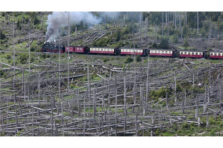Ein Zug der Harzer Schmalspurbahnen GmbH (HSB) fährt mit einer Dampflok bespannt auf den Brocken.