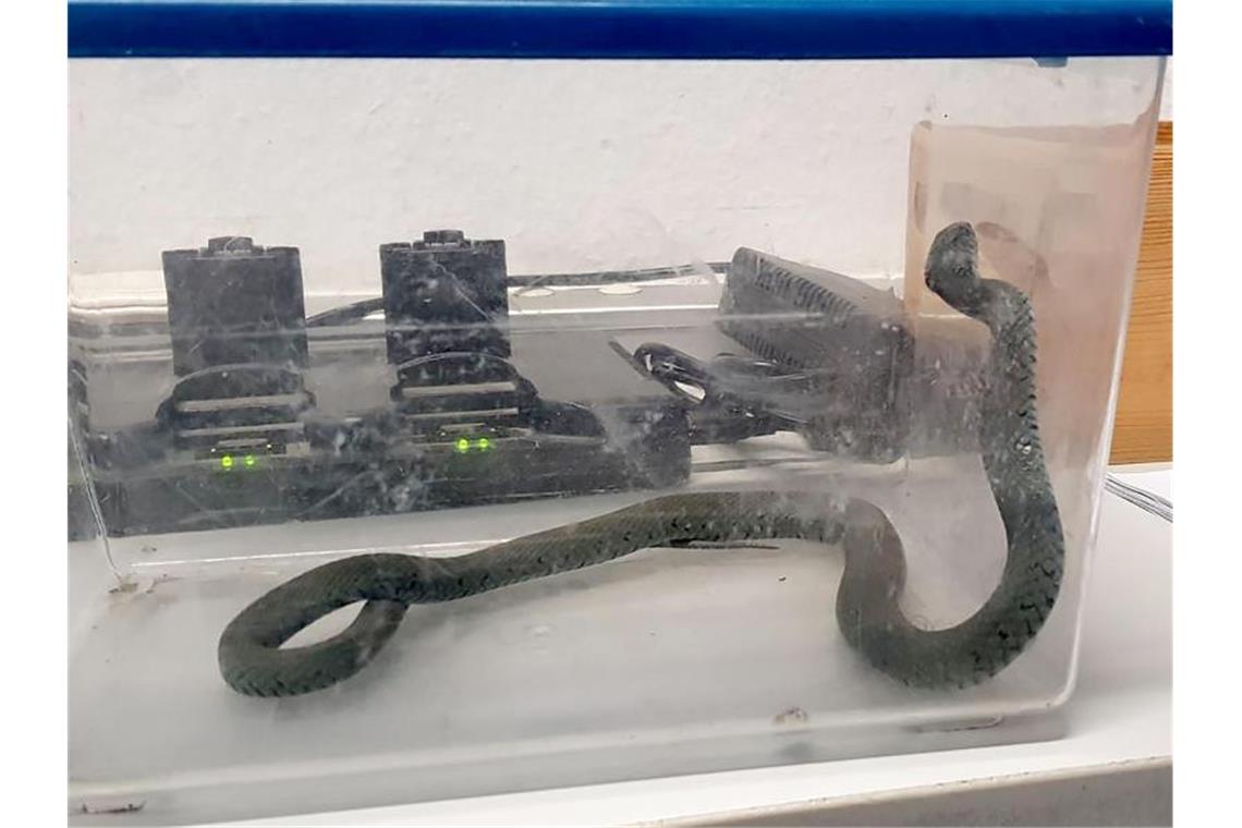 Eine 50 Zentimeter lange heimische Ringelnatter ist in einer Transportbox verwahrt. Foto: Dennis Häfner/Polizei Mannheim/dpa
