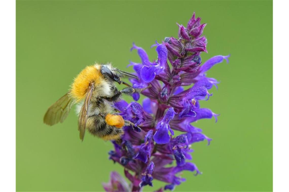 Eine Ackerhummel (Bombus pascuorum) sucht auf einer Pflanze nach Nektar. Foto: Patrick Pleul/dpa-Zentralbild/ZB/Symbolbild