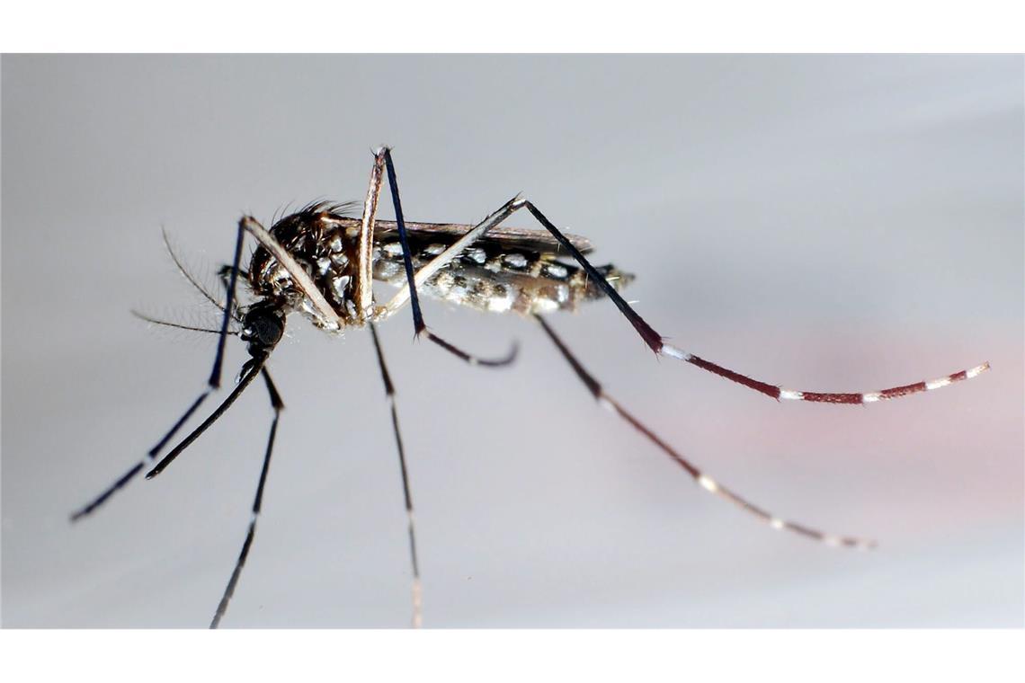 Studie: Klimawandel verschärft Ausbreitung des Denguefiebers Eine Ägyptische Tigermücke: Sie überträgt Krankheiten wie Dengue-Fieber, Gelbfieber und Zika-Fieber. (Archivbild)