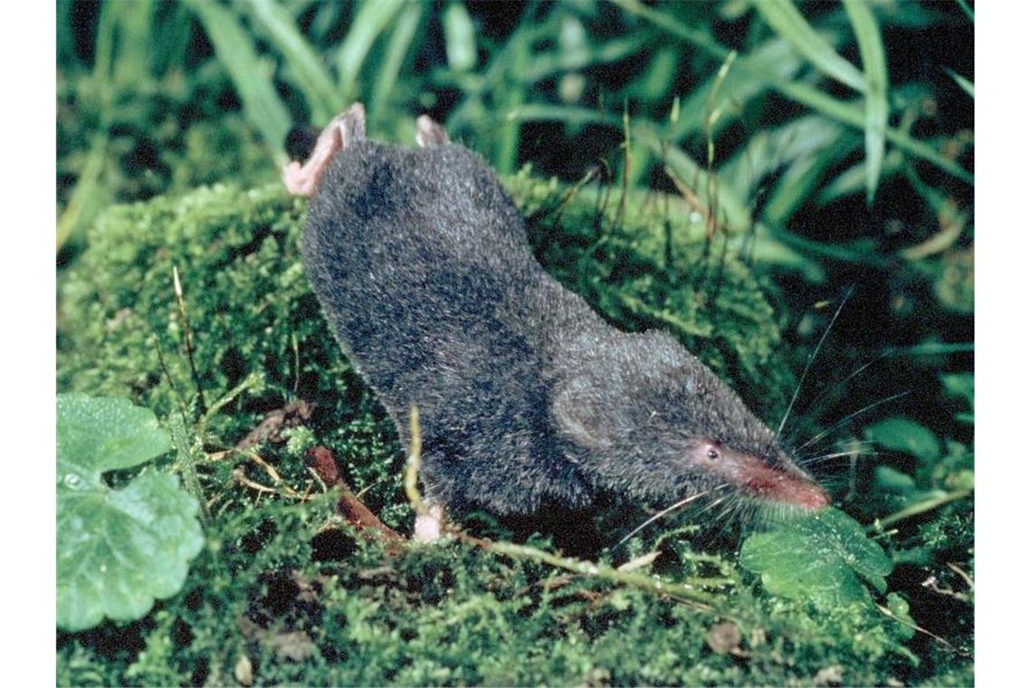 Eine Alpenspitzmaus ist zu sehen. Foto: Hedy Brak/Landschaftsökologe Harald Brünner/dpa