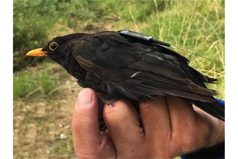 Eine Amsel trägt einen der Icarus-Sender, die künftig über die ISS Daten übertragen. Foto: Max Cine/MPI für Ornithologie/MaxCine/Archivbild