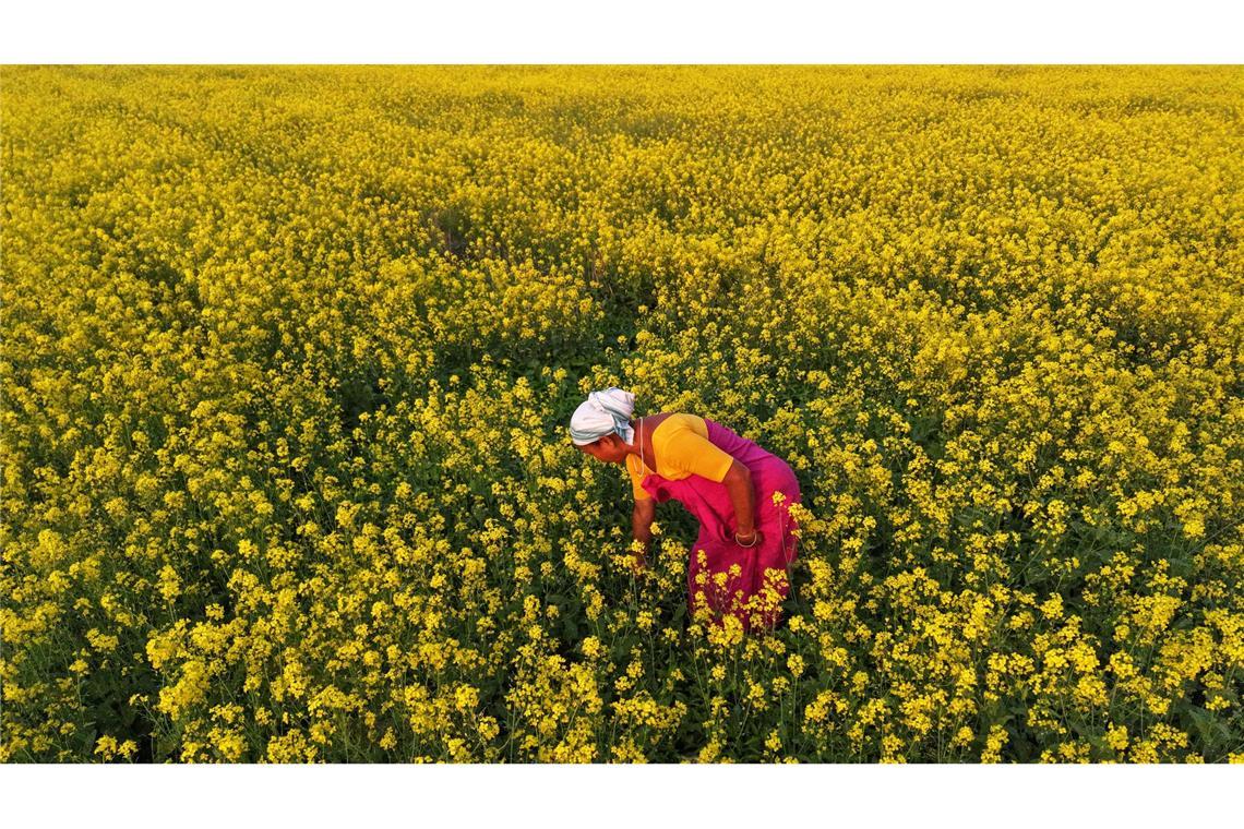 Eine aus dem Stamm der Bodo stammende Frau arbeitet in einem Senffeld am Rande von Guwahati.