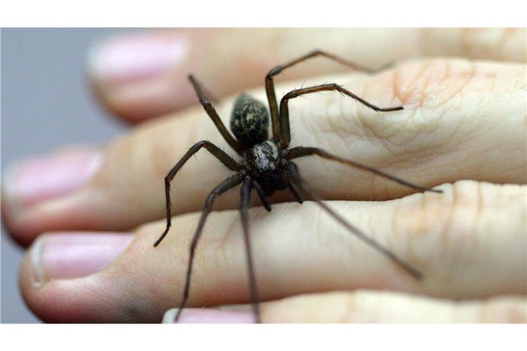 Eine Autofahrerin erschreckte sich in Rheinfelden  vor einer Spinne. (Symbolbild)