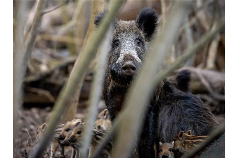 Eine Bache äugt umgeben von Frischlingen aus ihrem Wurfkessel in einem Waldstück. Foto: Ingolf König-Jablonski/dpa-Zentralbild/ZB/Symbolbild