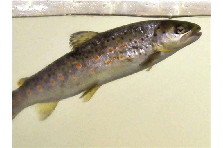 Eine Bachforelle schwimmt in einem Aquarium. Foto: Stefan Puchner/Archivbild