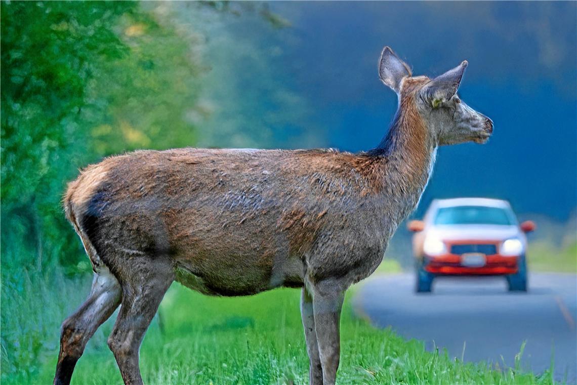 Eine Begegnung von Wildtier und Auto kann für beide Seiten verhängnisvoll verlaufen. Symbolfoto: Adobe Stock/U.J. Alexander