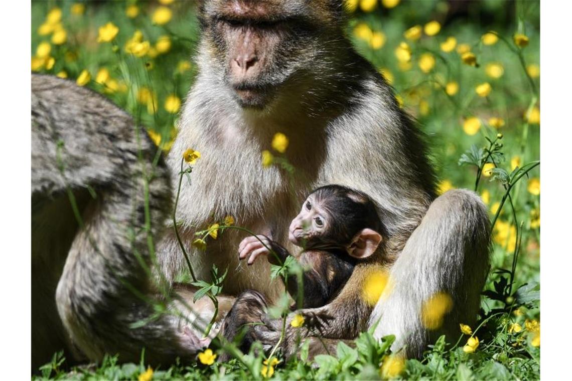 Vierfacher Nachwuchs am Affenberg Salem Eine Berberaffen-Mutter hält ihr Baby im Affenfreigehege in Salem im Schoß. Foto: Felix Kästle/dpa