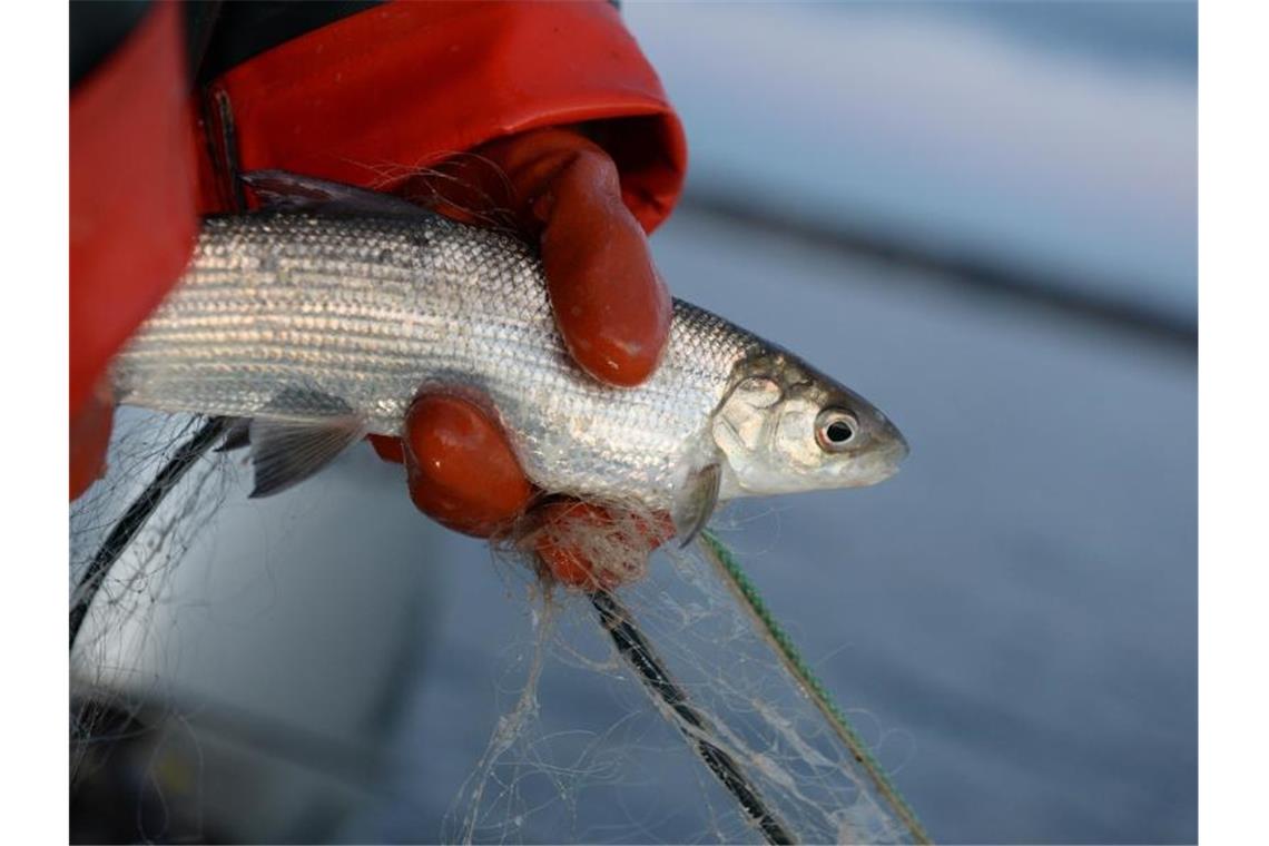 Eine Berufsfischerin hält auf dem Bodensee ein Felchen in der Hand. Foto: Felix Kästle/Archivbild