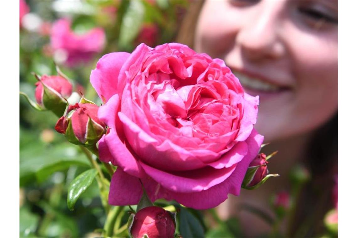 Purpurne Anuschka ist „Goldene Rose von Baden-Baden“
