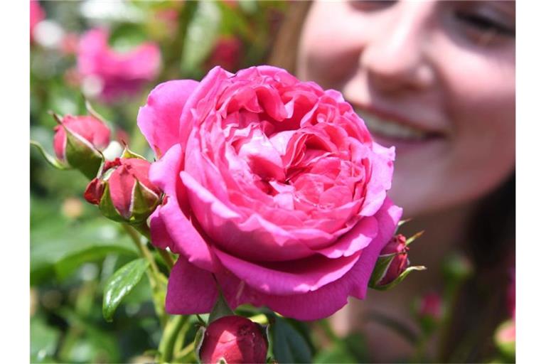Eine Besucherin betrachtet eine Edelrose namens Anuschka im Rosenneuheitengarten auf dem Beutig. Foto: Uli Deck