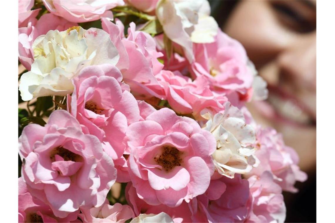 Eine Besucherin betrachtet eine Floribunda-Rose mit Namen „Roselina“, im Rosenneuheitengarten auf dem Beutig. Foto: Uli Deck/Archiv