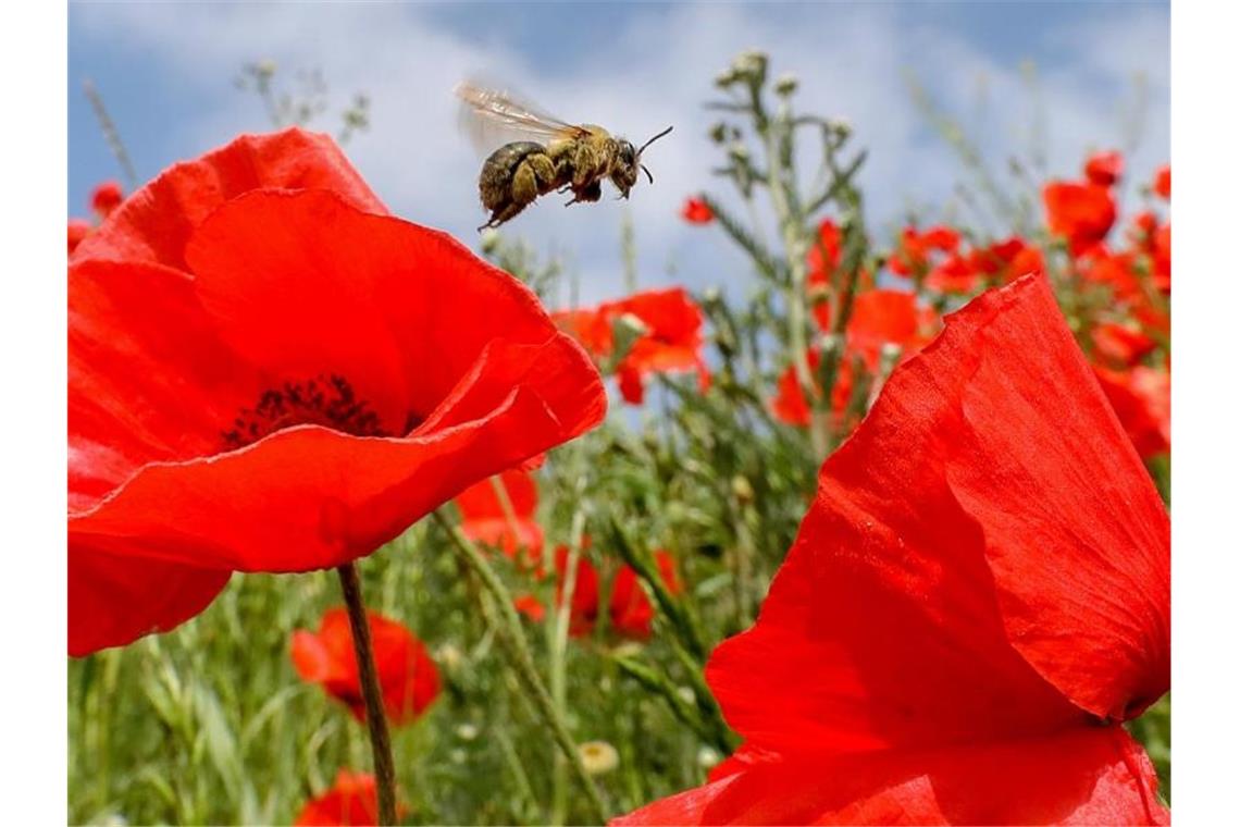 Eine Biene auf einer Wiese mit blühendem Klatschmohn. Foto: Thomas Warnack/Archivbild