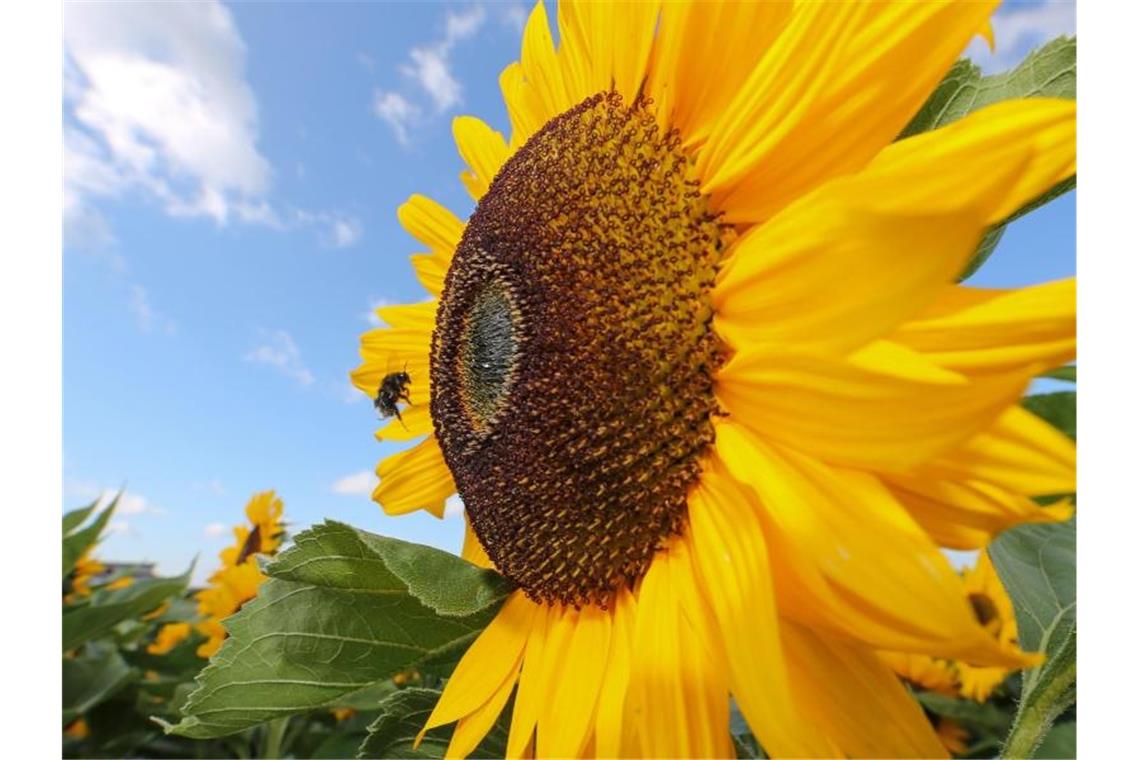 Wechselhaftes Sommerwetter im Südwesten Eine Biene fliegt an eine blühende Sonnenblume in einem Feld. Foto: Thomas Warnack