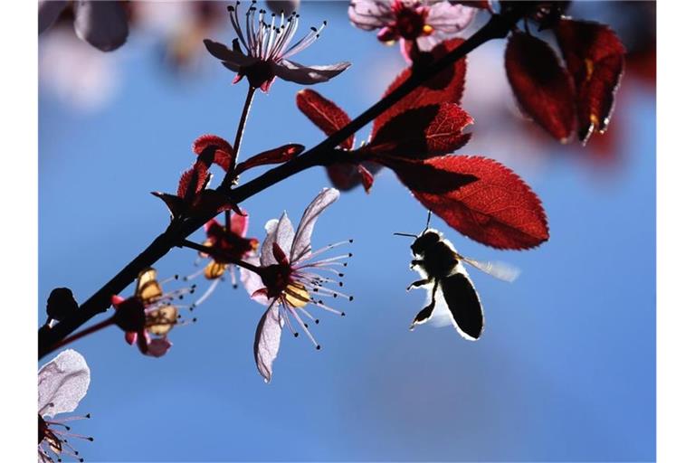 Eine Biene fliegt im Sonnenschein zwischen den Blüten einer Blutpflaume. Foto: Karl-Josef Hildenbrand/dpa