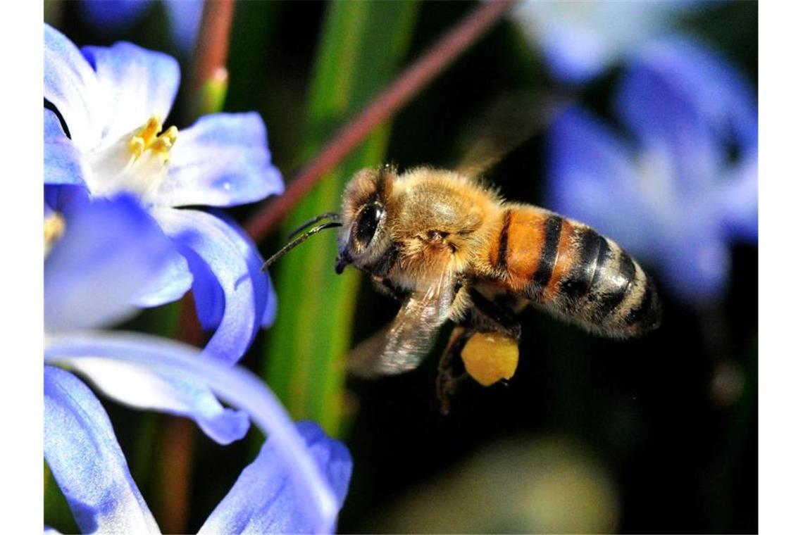 Bienen am Bodensee von Amerikanischer Faulbrut betroffen