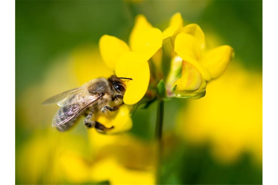 Eine Biene in einer gelben Wiesenblume. Foto: Fabian Sommer/dpa
