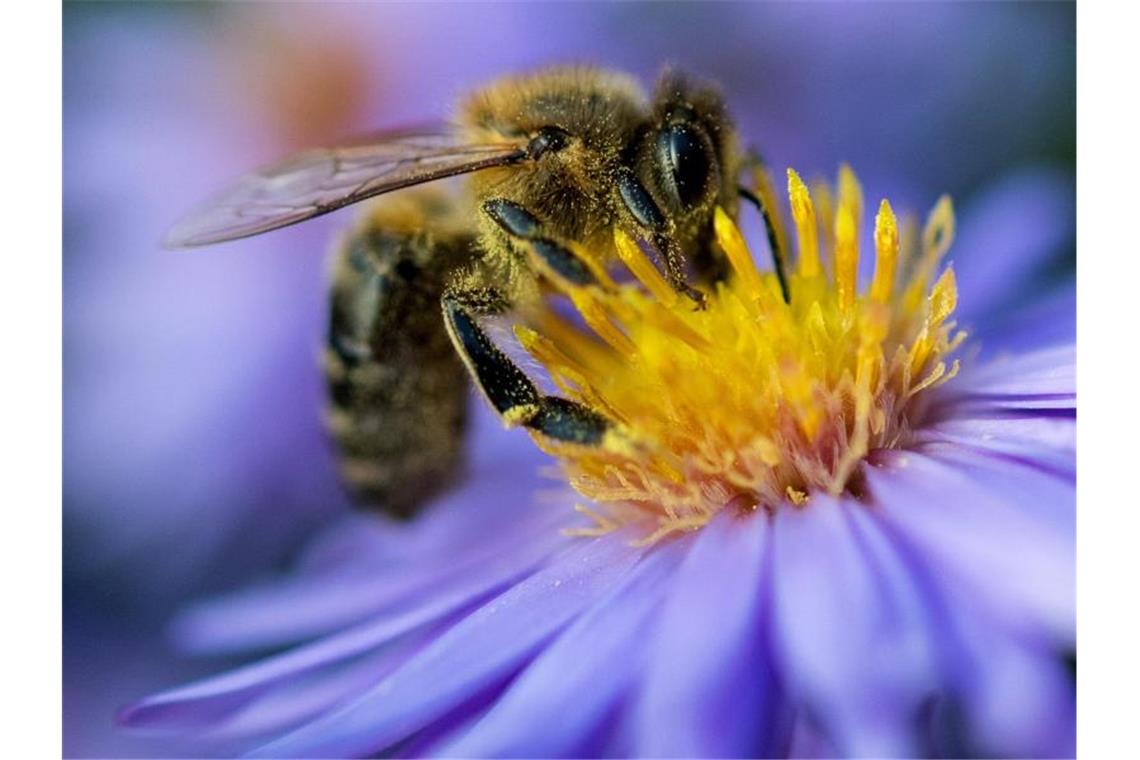 Eine Biene sammelt am Pollen von einer Blüte. Foto: Monika Skolimowska/dpa-Zentralbild/dpa