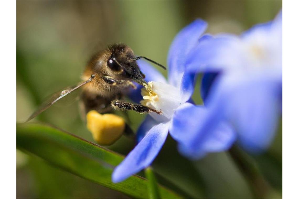 Eine Biene sammelt bei sonnigem Wetter Pollen von einer Blüte. Foto: Monika Skolimowska/Archivbild