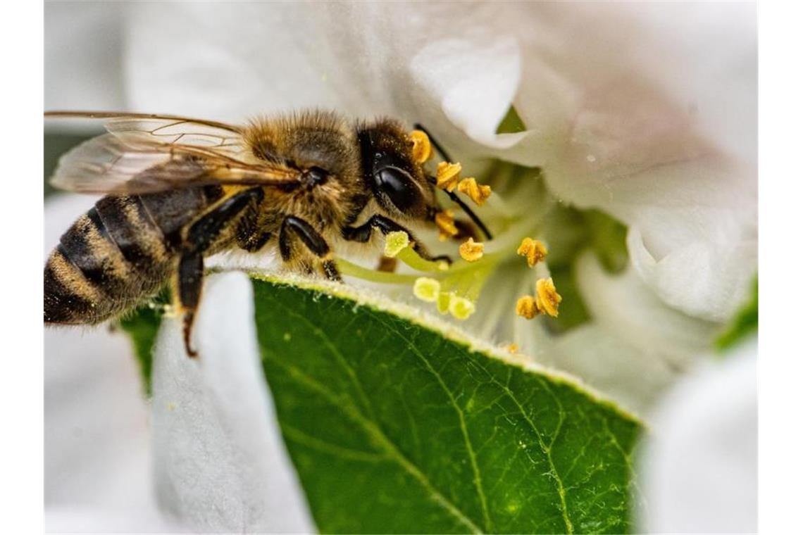 Eine Biene sammelt in der Blüte eines Apfelbaums Nektar. Foto: Armin Weigel/dpa