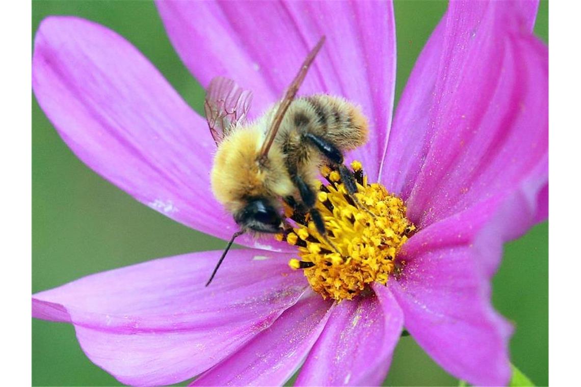 Umweltschützer fordern Tempo beim Insektenschutz Eine Biene sammelt Nektar. Foto: Wolfgang Kumm/dpa