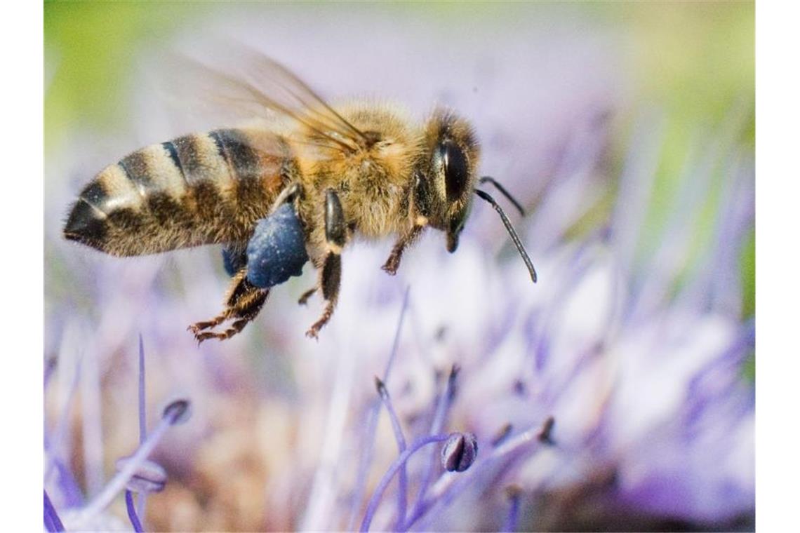 Eine Biene schwebt an einer Blume. Foto: Julian Stratenschulte/Archivbild
