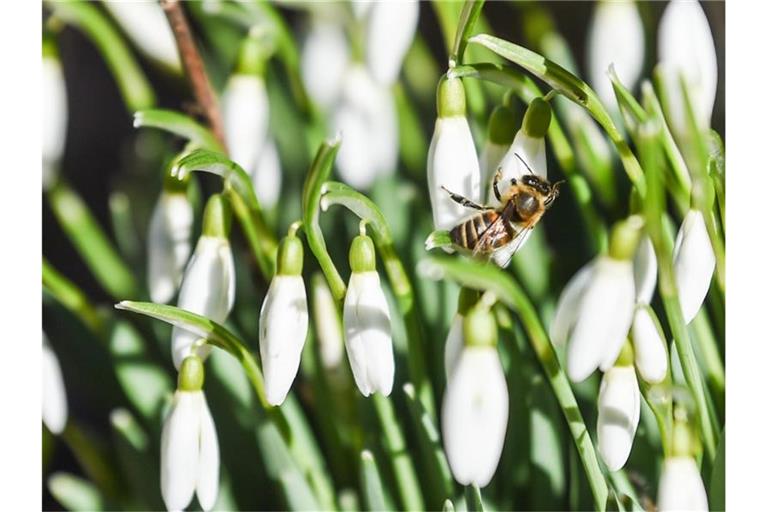 Eine Biene sitzt auf einer der Blüte eines Schneeglöckchens. Foto: Kira Hofmann/dpa-Zentralbild/dpa/Archivbild