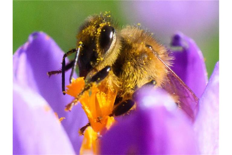Eine Biene sitzt in einem Krokus in der Region Hannover. Foto: Julian Stratenschulte/dpa