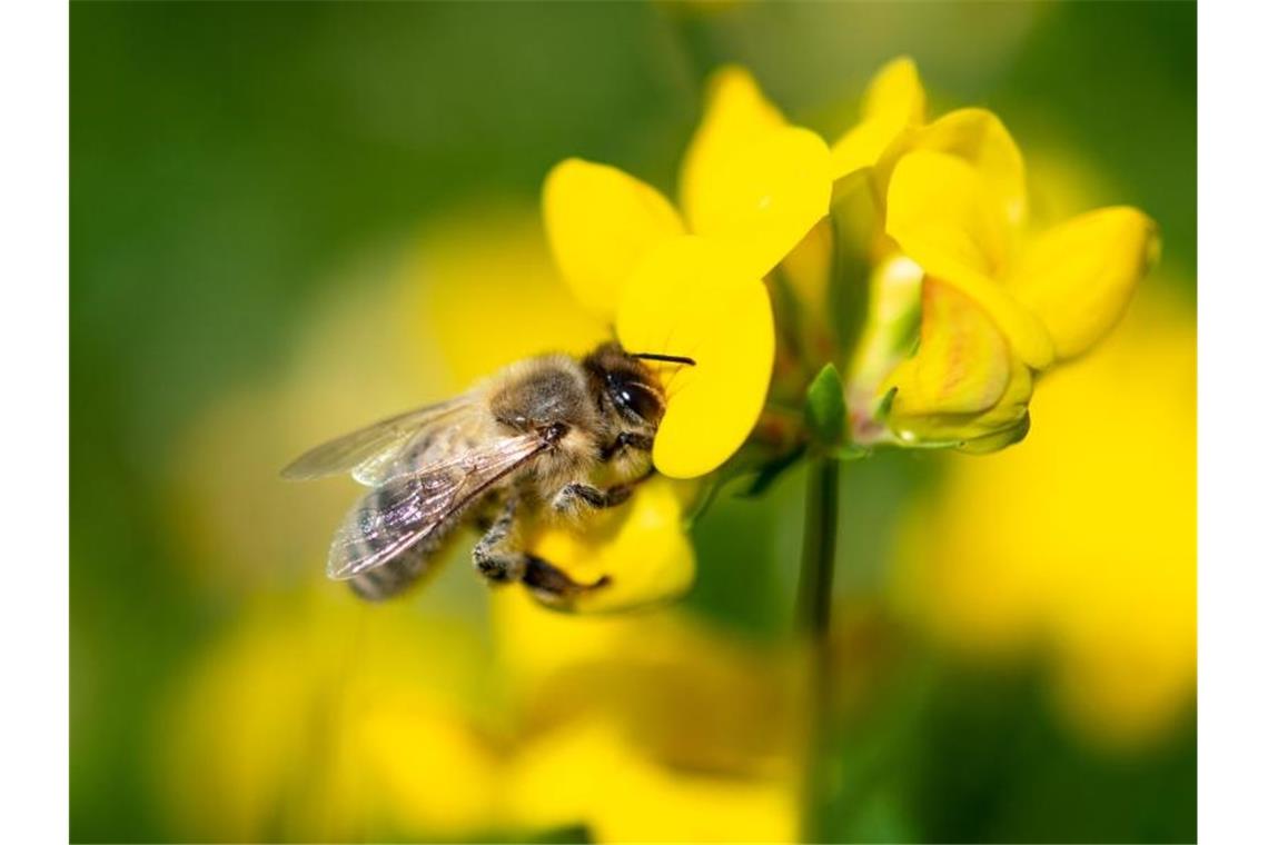 Eine Biene zieht Nektar aus einer gelben Wiesenblume. Foto: Fabian Sommer/Archivbild