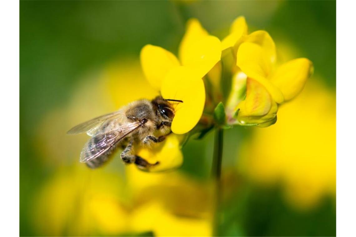 Eine Biene zieht Nektar aus einer gelben Wiesenblume. Foto: Fabian Sommer/dpa