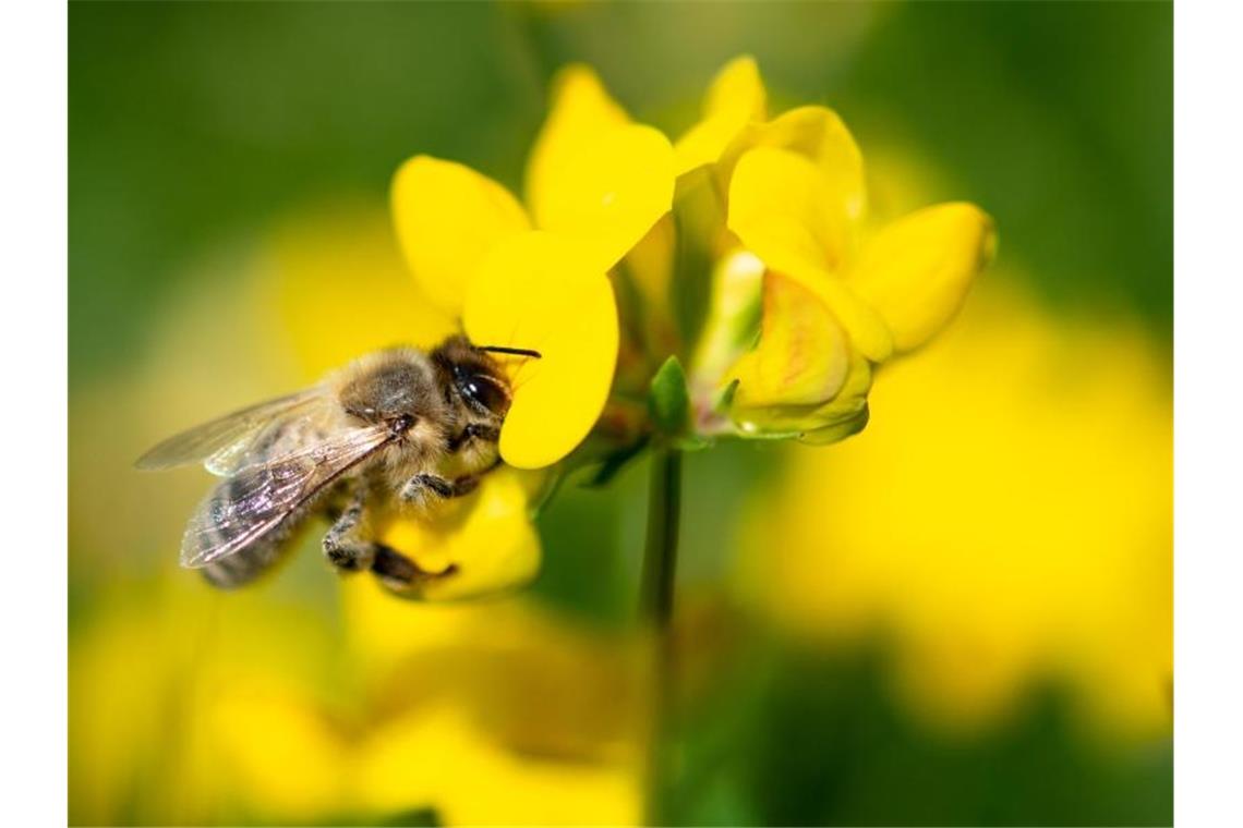 Messdaten von Schwäbischer Alb bestätigen Insektenschwund Eine Biene zieht Nektar aus einer gelben Wiesenblume. Foto: Fabian Sommer/dpa/Archivbild