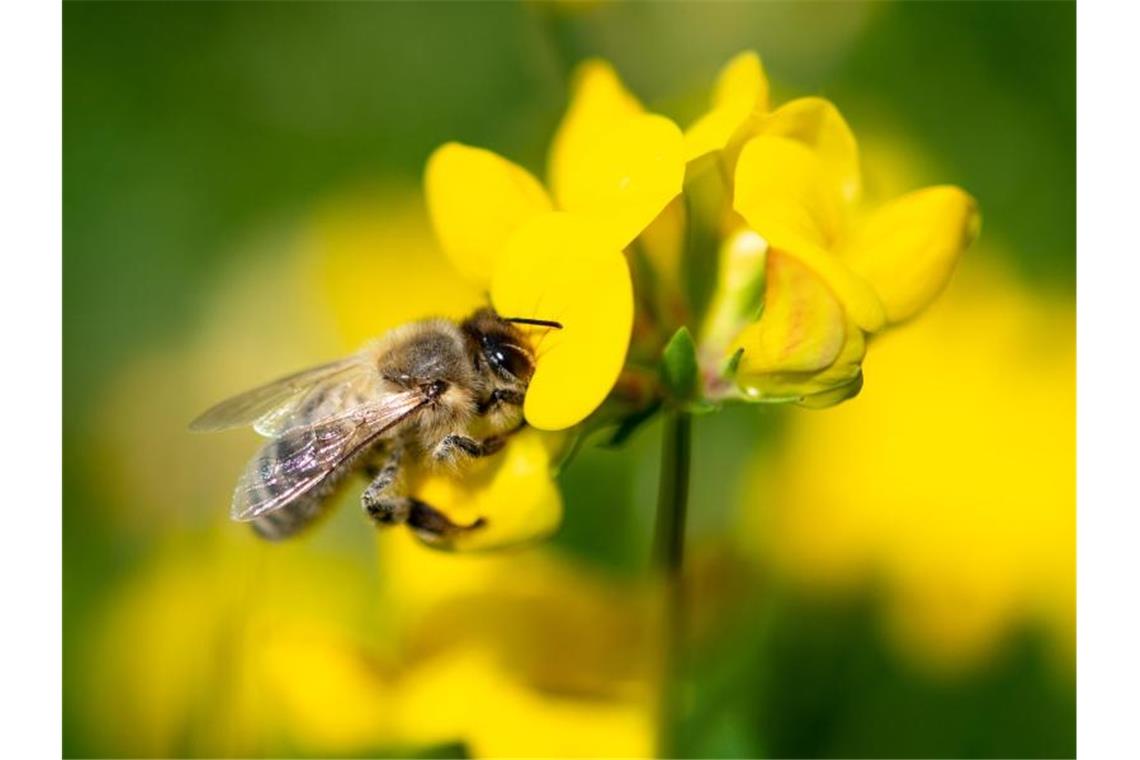 Eine Biene zieht Nektar aus einer gelben Wiesenblume. Foto: Fabian Sommer/dpa/Archivbild