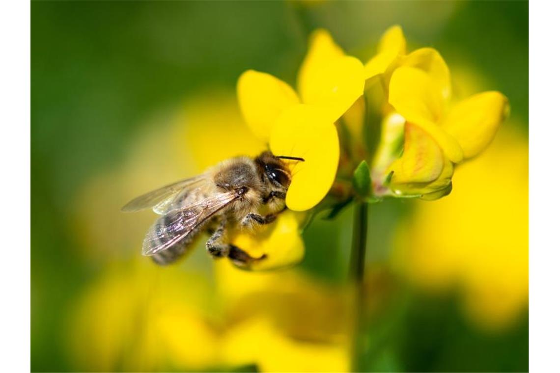 Eine Biene zieht Nektar aus einer gelben Wiesenblume. Foto: Fabian Sommer/dpa/Archivbild