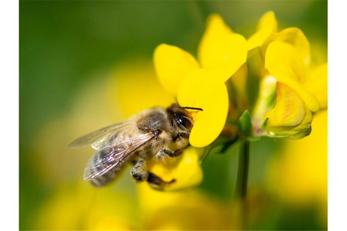 Eine Biene zieht Nektar aus einer gelben Wiesenblume. Foto: Fabian Sommer/dpa/Symbolbild