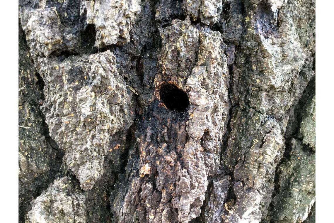 Verdächtige Bohrlöcher: Immer mehr Bäume in Hessen vergiftet Eine Birke in Hünfelden (Hessen) weist ein kreisrundes Loch auf. Ein Unbekannter hatte den Baum angebohrt und vergiftet (Archivfoto).