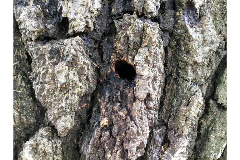 Eine Birke in Hünfelden (Hessen) weist ein kreisrundes Loch auf. Ein Unbekannter hatte den Baum angebohrt und vergiftet (Archivfoto).