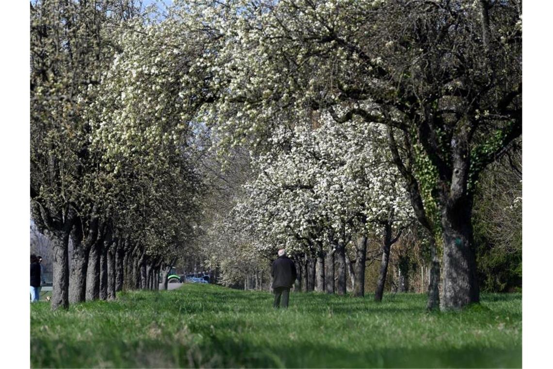 Bauern und Naturschützer mahnen zu Rücksicht in der Natur Eine Birnbaum-Streuobstwiese. Foto: Uli Deck/dpa/Archivbild