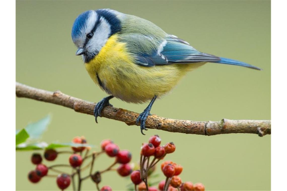 Mehr Vogelzähler sichten weniger Gartenvögel