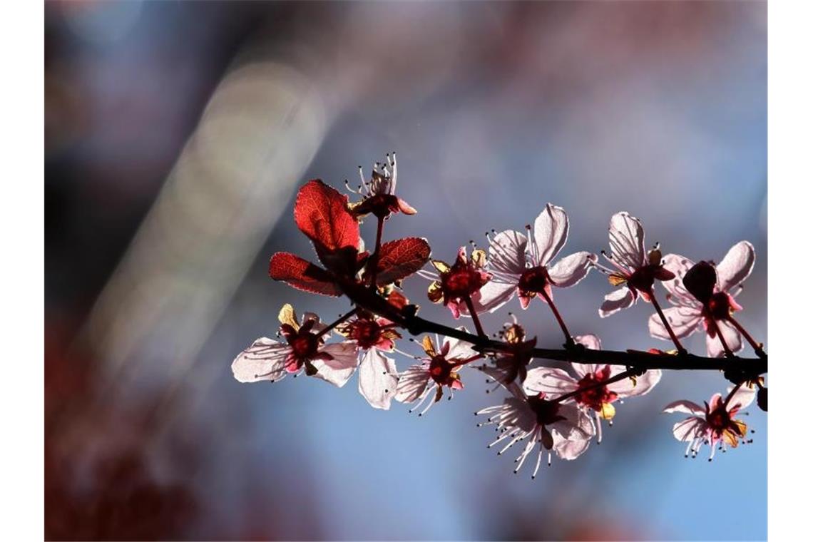 Sonniger Donnerstag in Baden-Württemberg Eine blühende Blutpflaume steht im Sonnenschein. Foto: Karl-Josef Hildenbrand/dpa/Archivbild