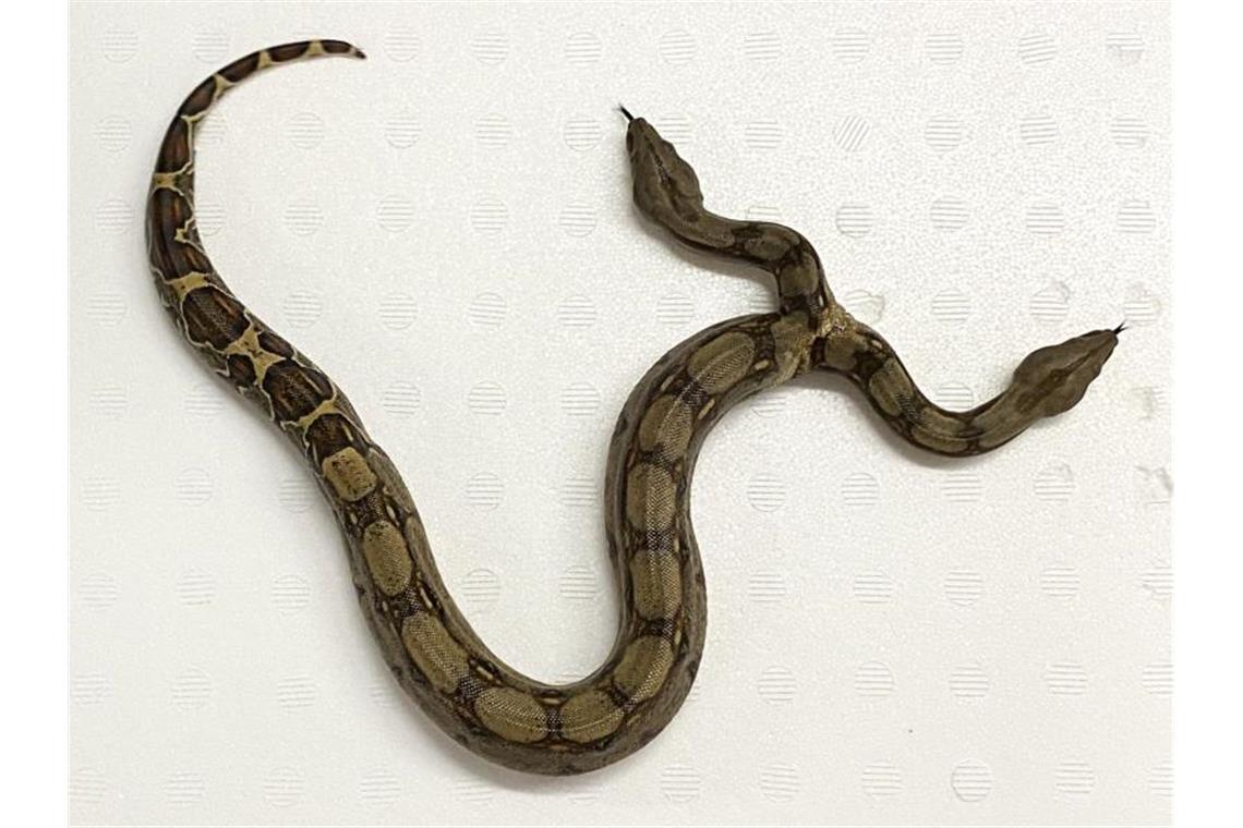 Eine Boa Constrictor mit zwei Köpfen. Foto: A. Giebert/M&S Reptilien/dpa