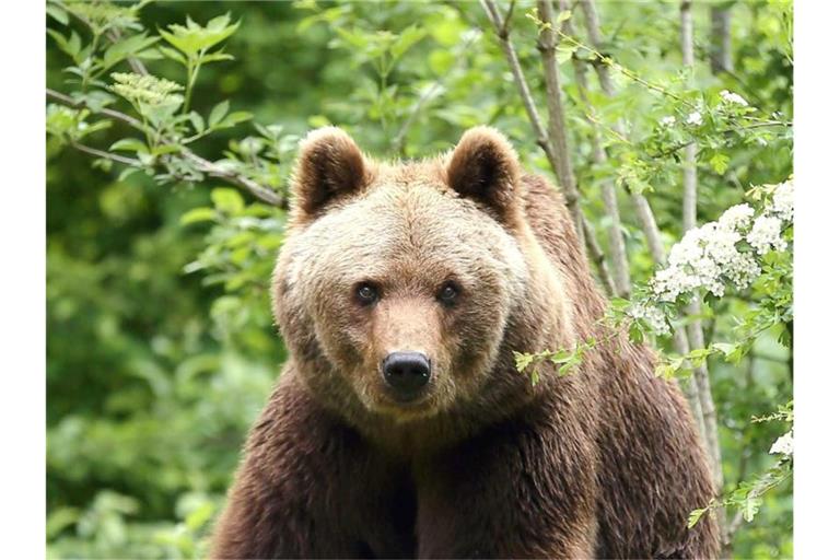 Eine Braunbärin Olga ihrem Gehege im Tierpark. Foto: Ellinor Fischer/Tierpark Hellabrunn/dpa