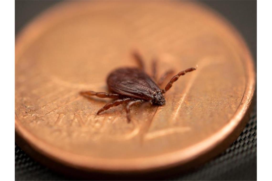 Eine Braune Hundezecke (Rhipicephalus sanguineus, Männchen) liegt auf einer Ein-Cent-Münze. Foto: Fabian Sommer/Archivbild