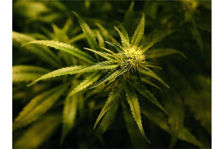 Eine Cannabis-Pflanze blüht. Foto: Gareth Fuller/PA Wire/dpa/Symbolbild